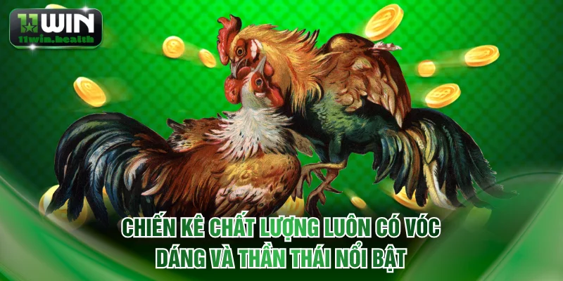 Chiến kê chất lượng luôn có vóc dáng và thần thái nổi bật