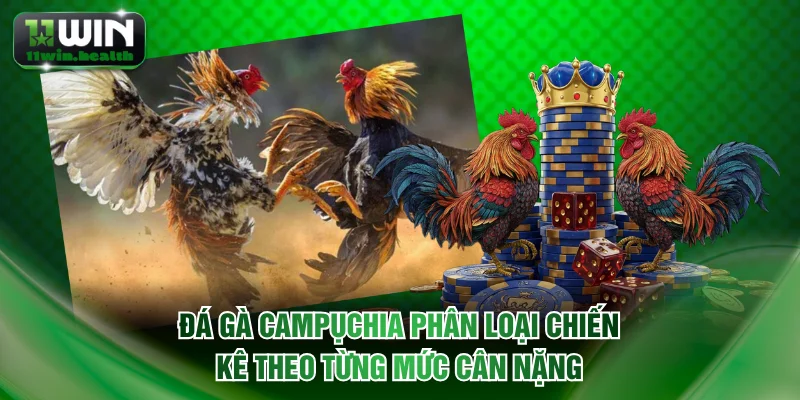 Đá gà Campụchia phân loại chiến kê theo từng mức cân nặng