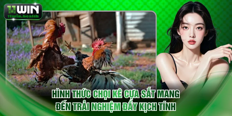 Hình thức chọi kê cựa sắt mang đến trải nghiệm đầy kịch tính