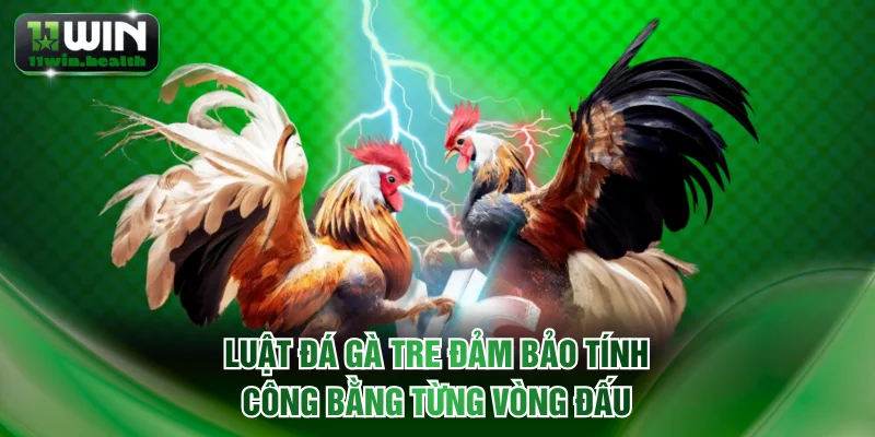 Luật đá gà tre đảm bảo tính công bằng từng vòng đấu